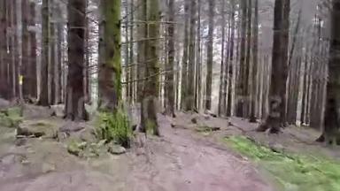 穿越苏格兰高地的森林
